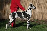 DOGUE ALLEMAND 633